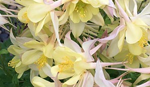 summer flowers